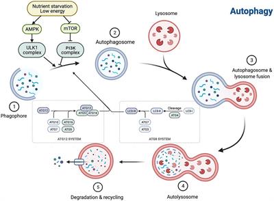 Autophagy in renal fibrosis: Protection or promotion?